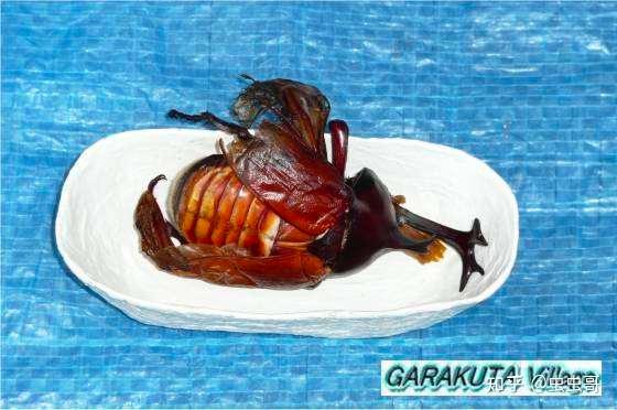 毛毛虫化蝶有失败的吗? - 知乎