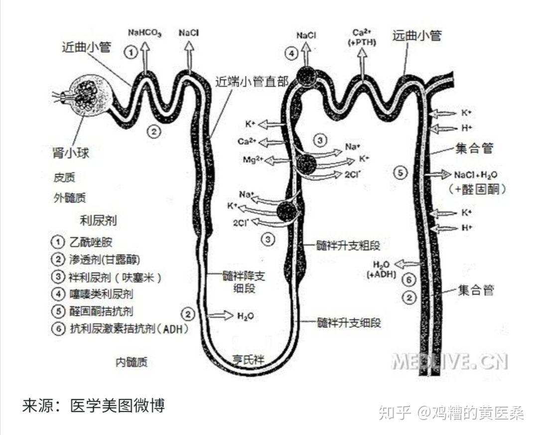 呋塞米螺内酯跟氢氯噻嗪三种可以一起联合使用么