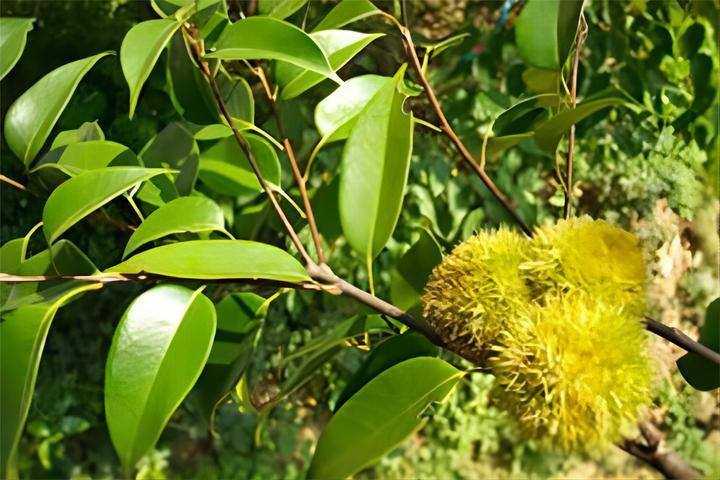 渐危植物——植物非试管高效快繁吊皮锥 - 知乎