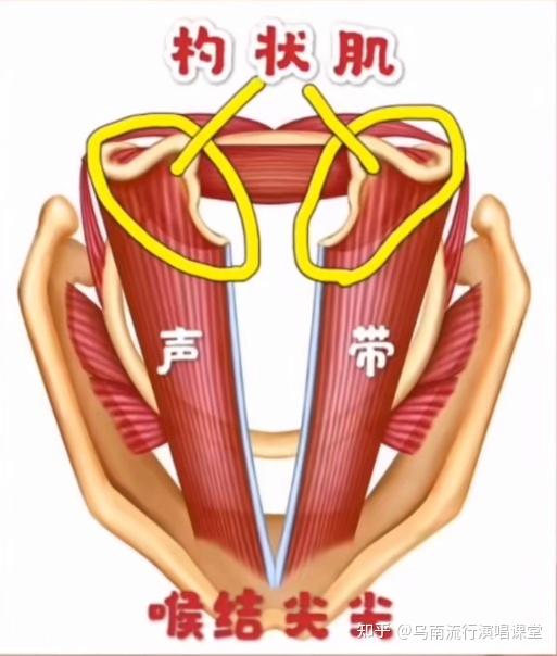 声带主题(一)——声带闭合的四种方式 - 知乎