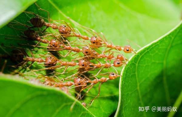 蚂蚁有什么奇特的身体构造? - 知乎
