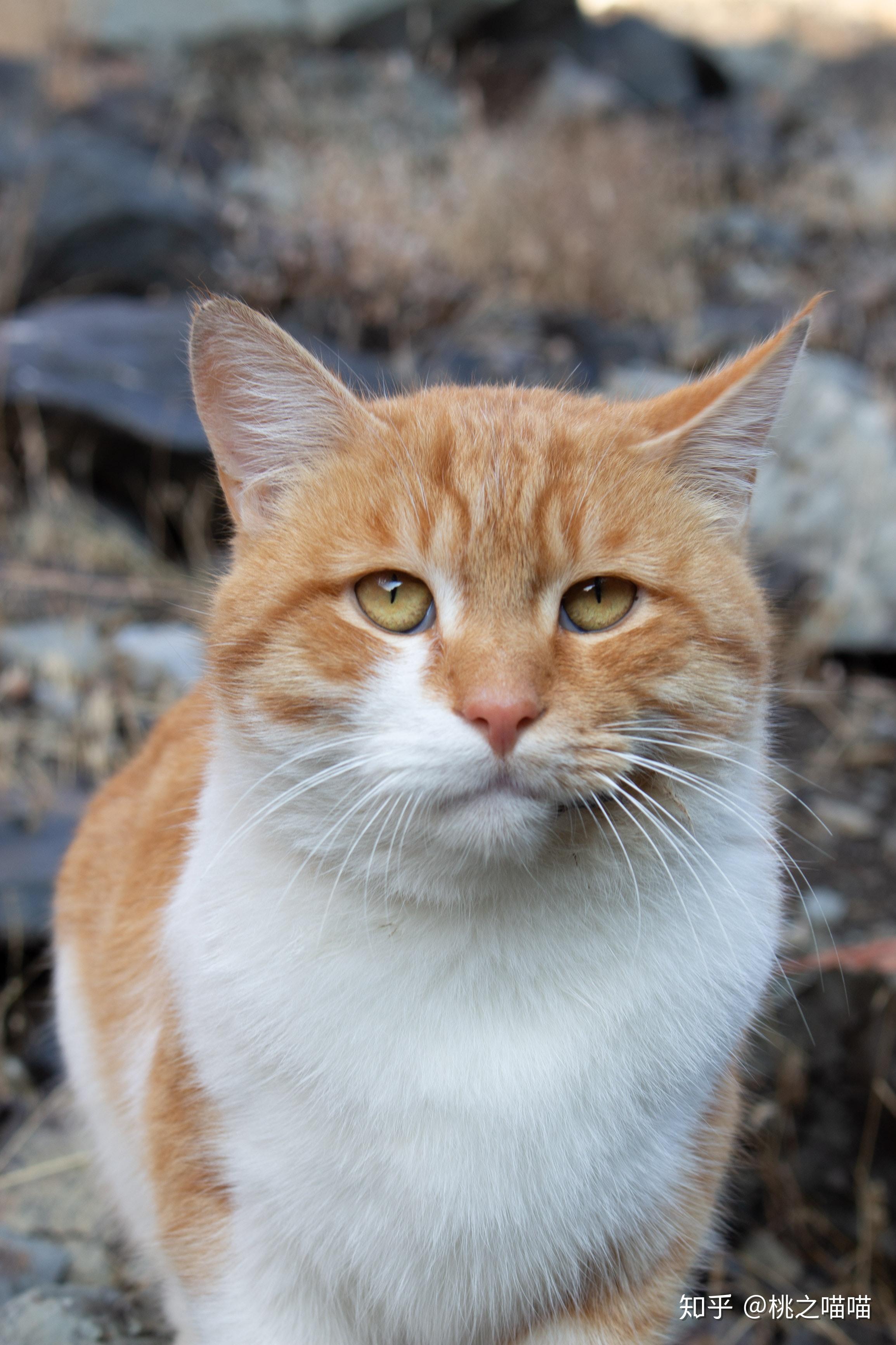 土猫当中什么品种最受大家欢迎