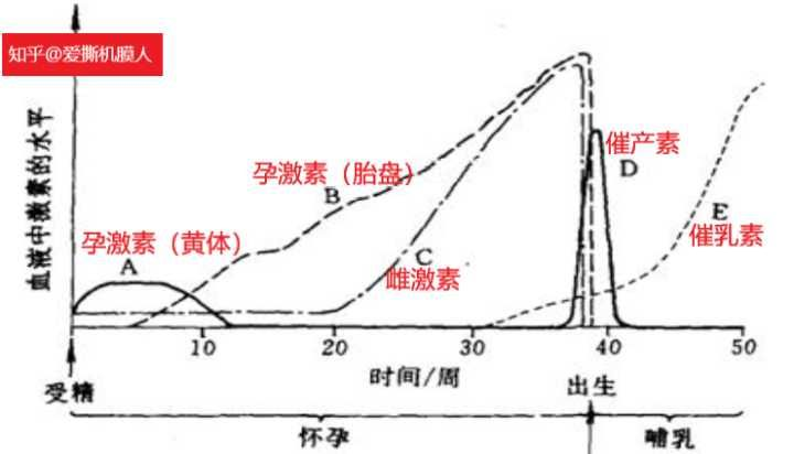 怀孕体温升高最早是从什么时候开始的?