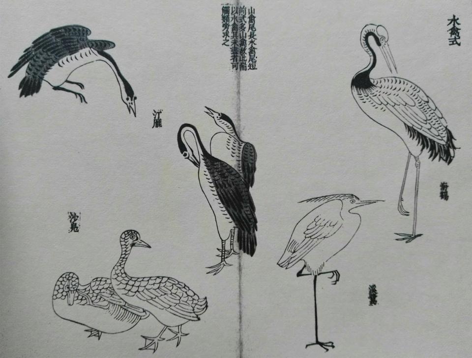 画鸟技法12个步骤分解和21种姿势,让你轻松入门 - 知乎