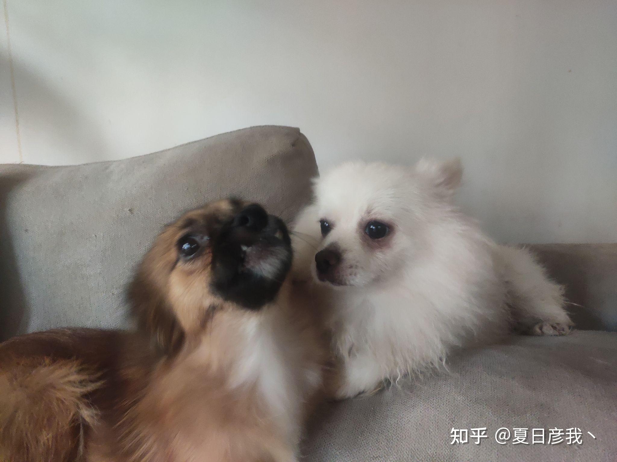 狗子吃醋时会有哪些表现？ - 知乎