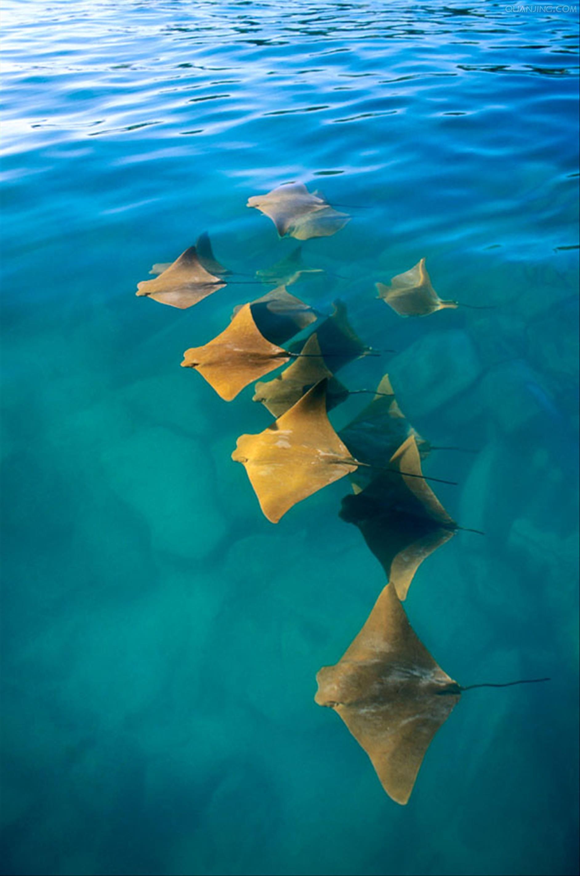 怎样区分魟鳐蝠鲼老板鱼