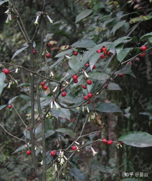 一样中药叫黄脚鸡项清热解毒学名是什么