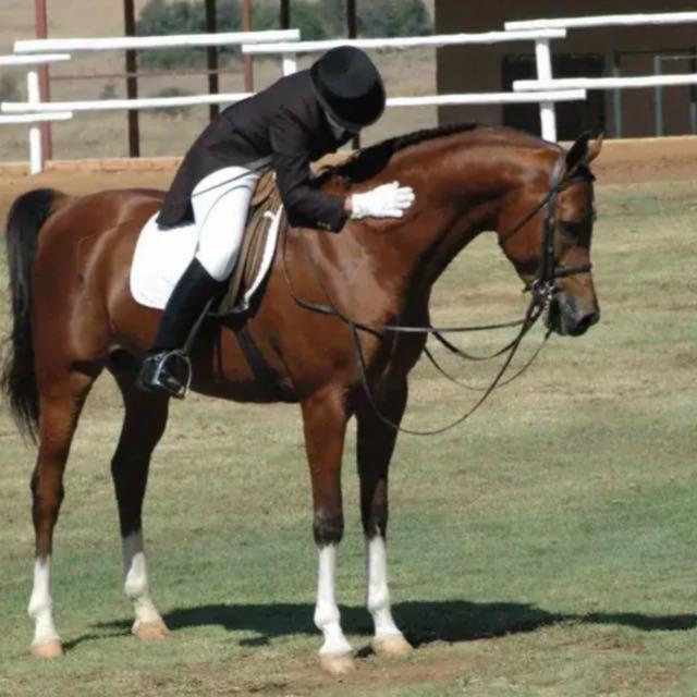 为什么马成为人类最常用的坐骑？