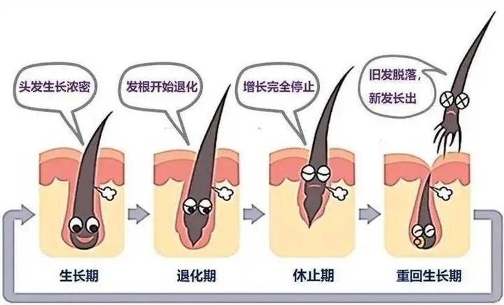 白发变黑是从发根还是发梢开始?一篇文章解释清楚 - 知乎