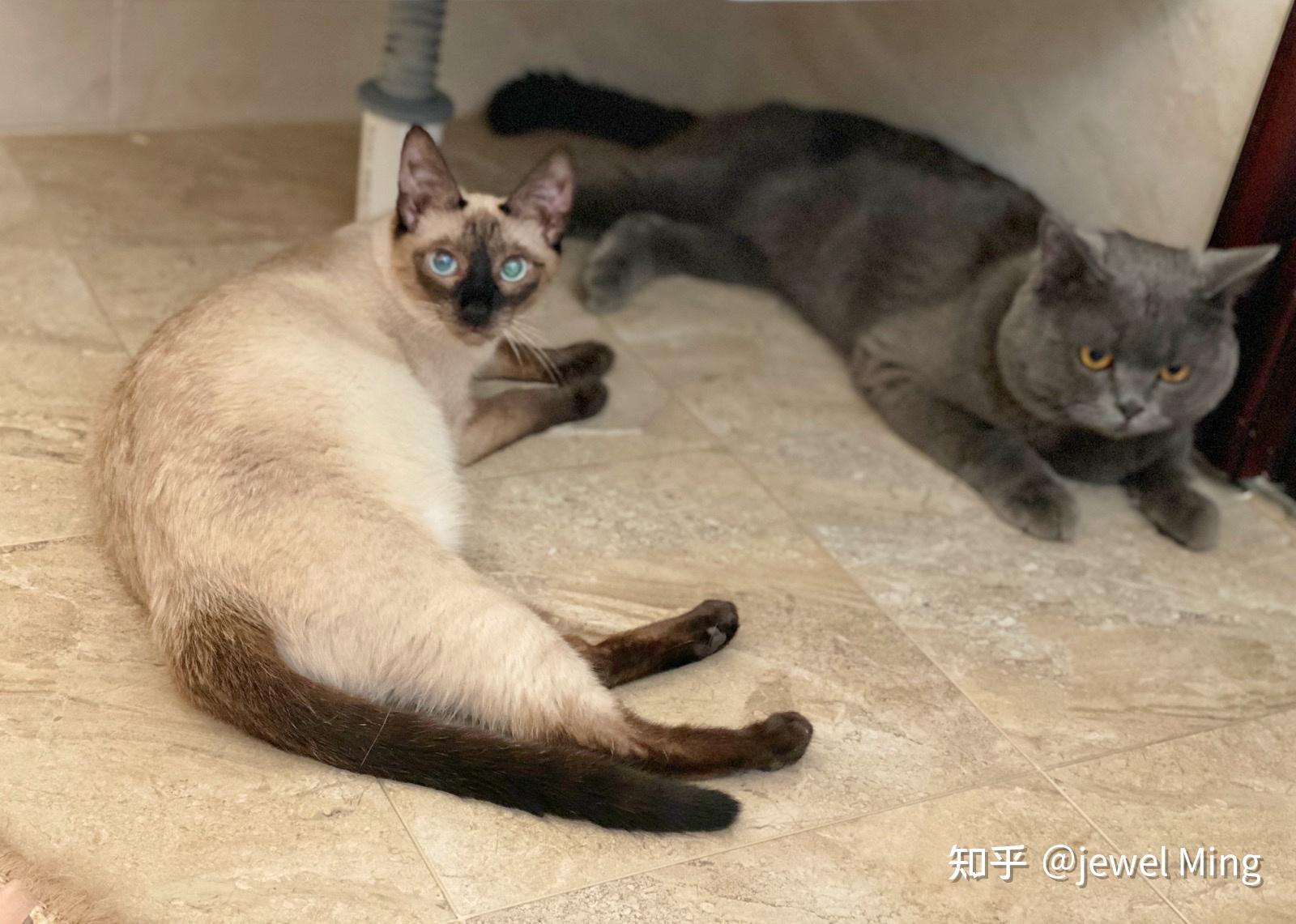 家里公英短和朋友家的暹罗配上了,真的只会生出黑色的猫吗?