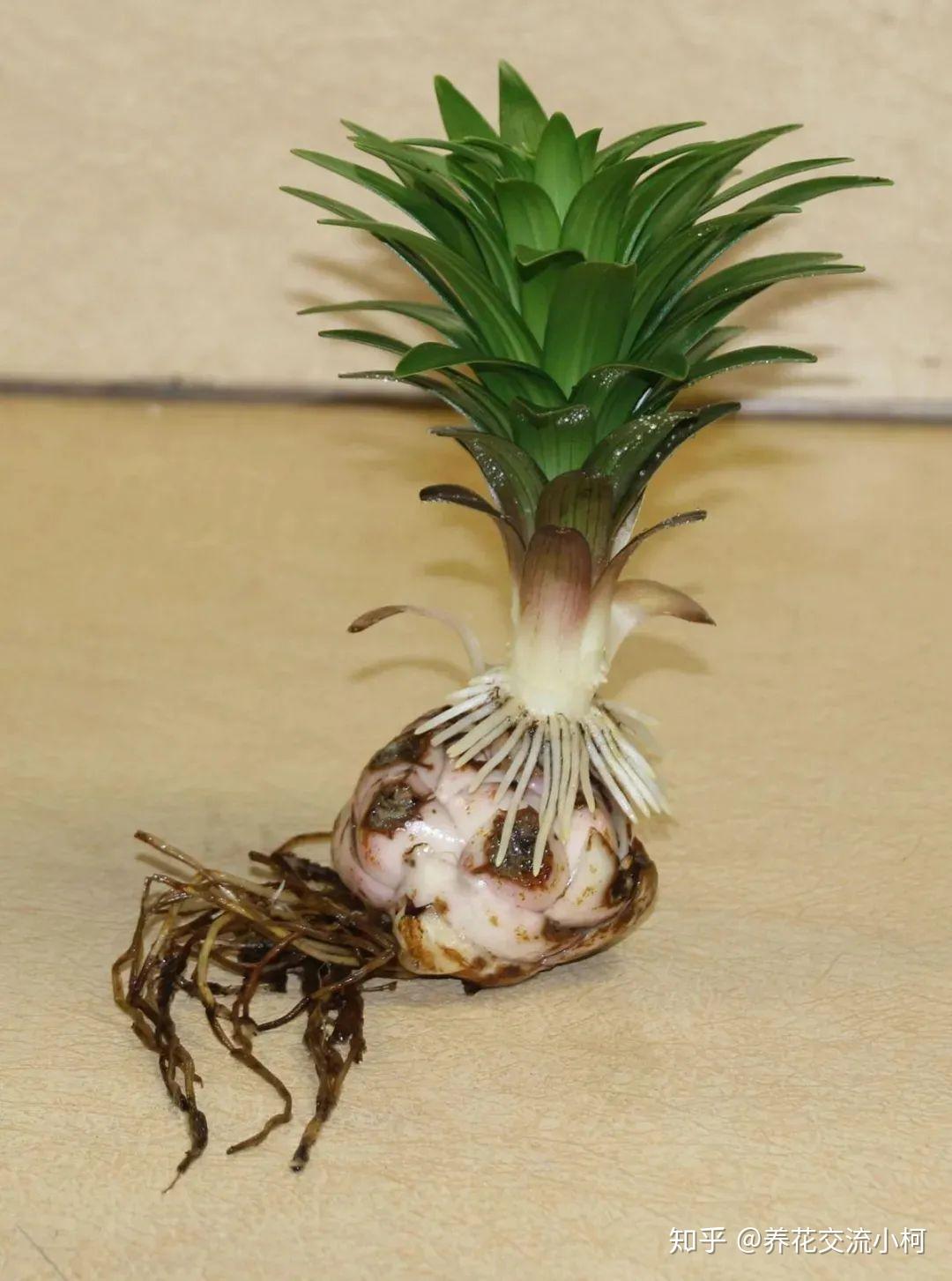 带你走进球根植物大世界,品种丰富,栽种有技巧,养护指南教给你 - 知乎