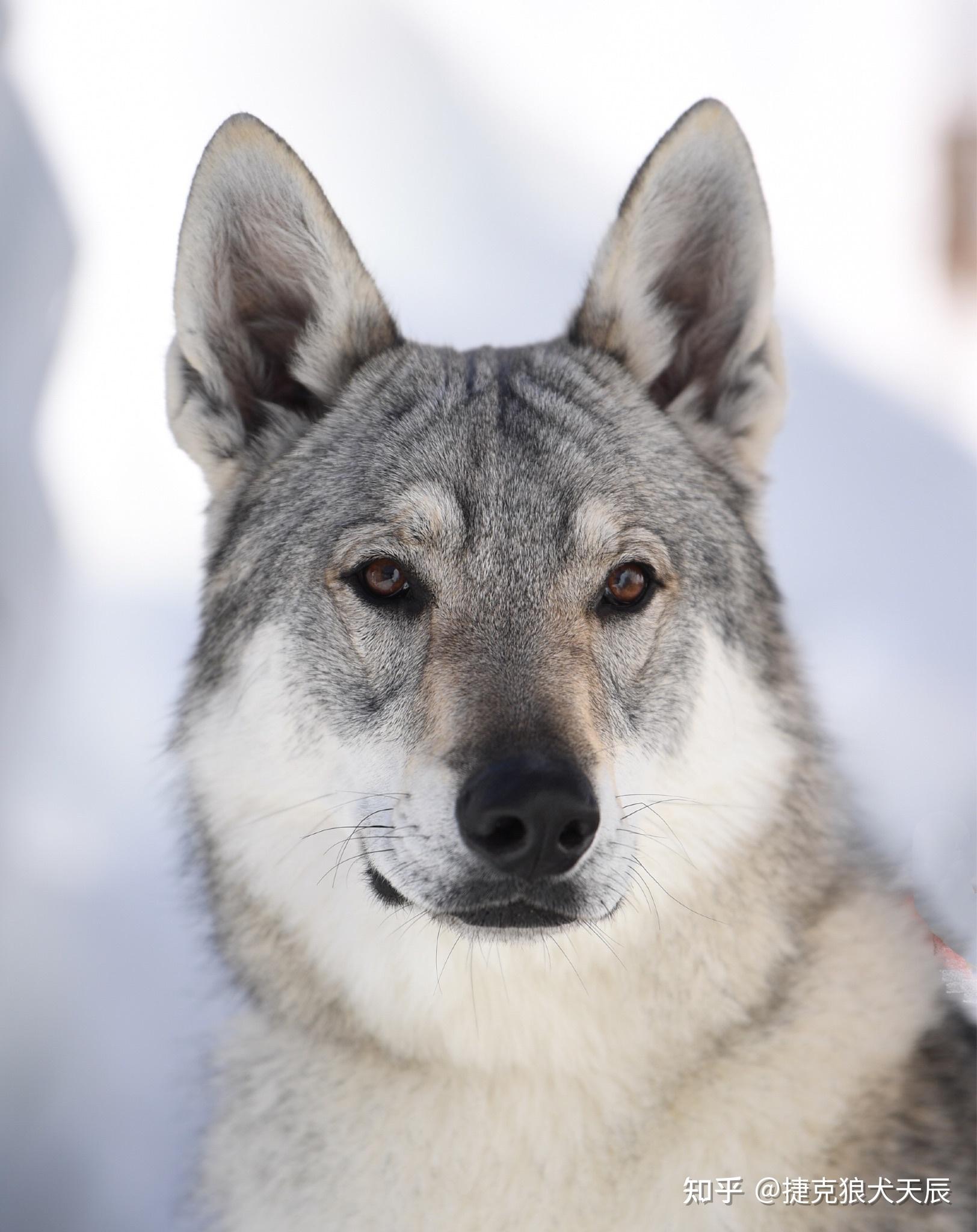 狗狗被送人后会伤心吗