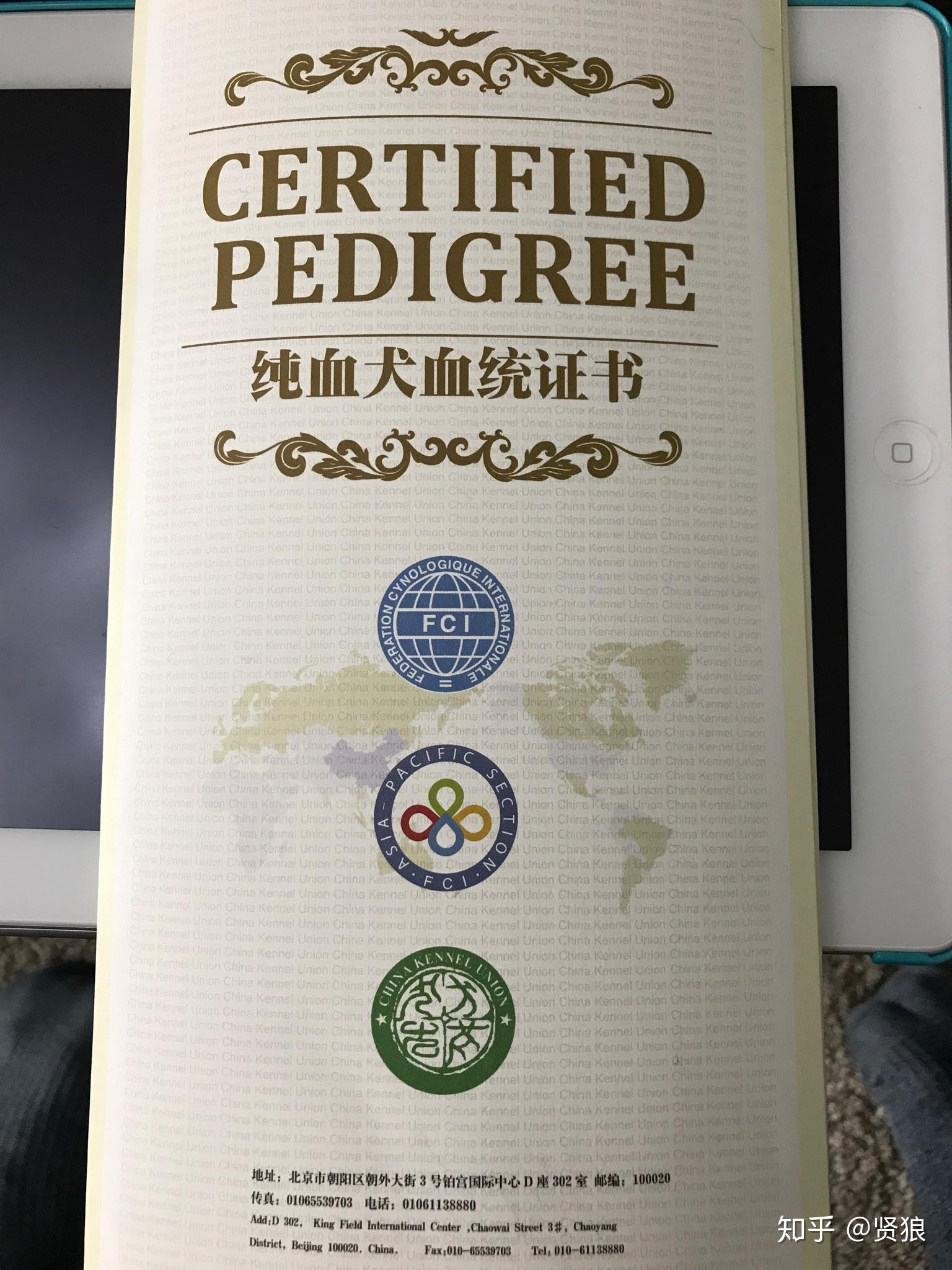 求大神科普解答这个是不是双血统纯种金毛