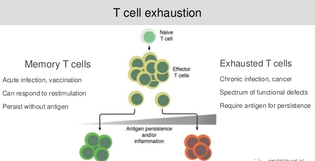 概述:T细胞耗竭(Exhaustion) - 知乎