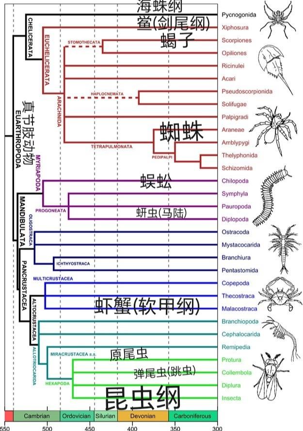 生物分类的方法是某些物种最近共同祖先的所有后代。但以哪些物种为标准，是如何确立的？ - 知乎