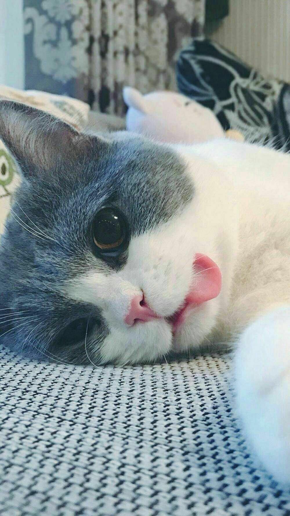 求一个壁纸,图片右边有小猫咪把头伸出来? - 知乎