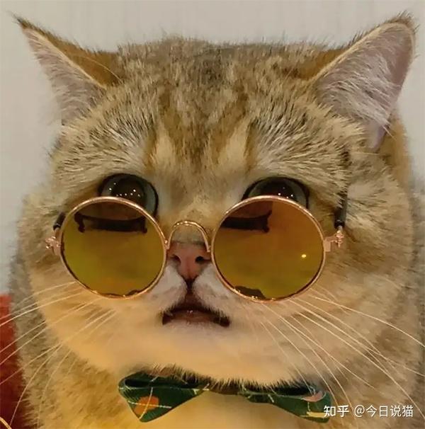 为啥知乎有那么多人都喜欢用猫咪的头像