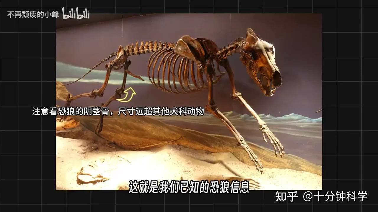 如何看待4月7日美国生物公司复活一灭绝的恐狼? - 知乎