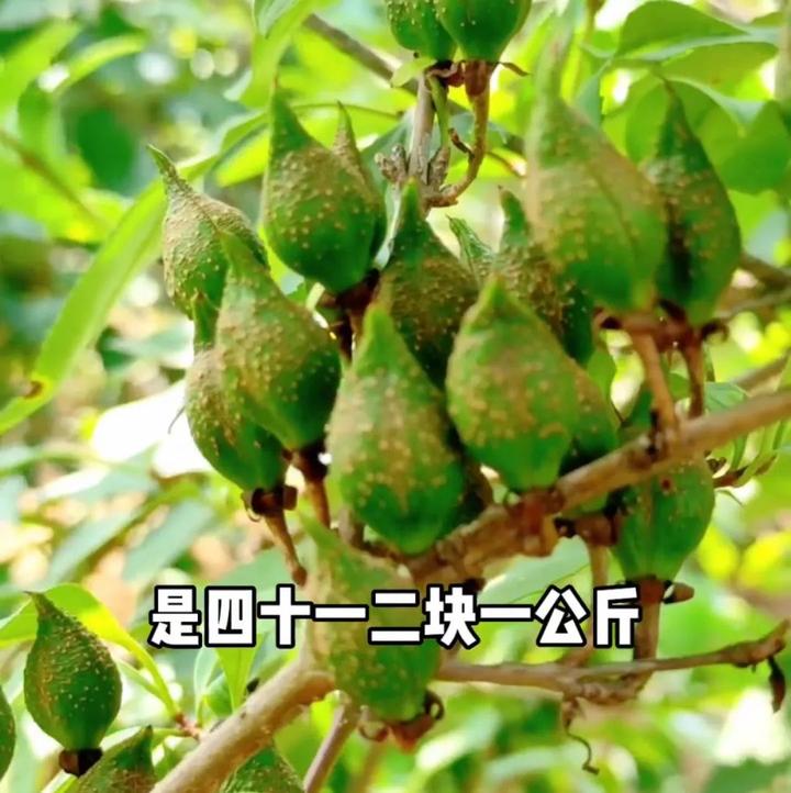 一亩地能赚多少一年利润(一亩地能赚多少一年利润呢)