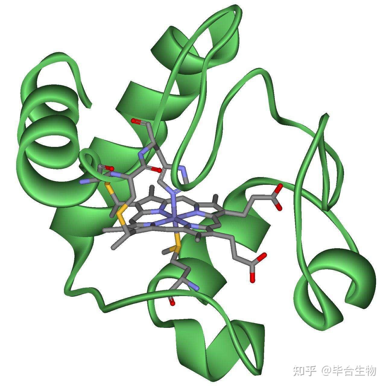 细胞色素的介绍及分布特点 知乎