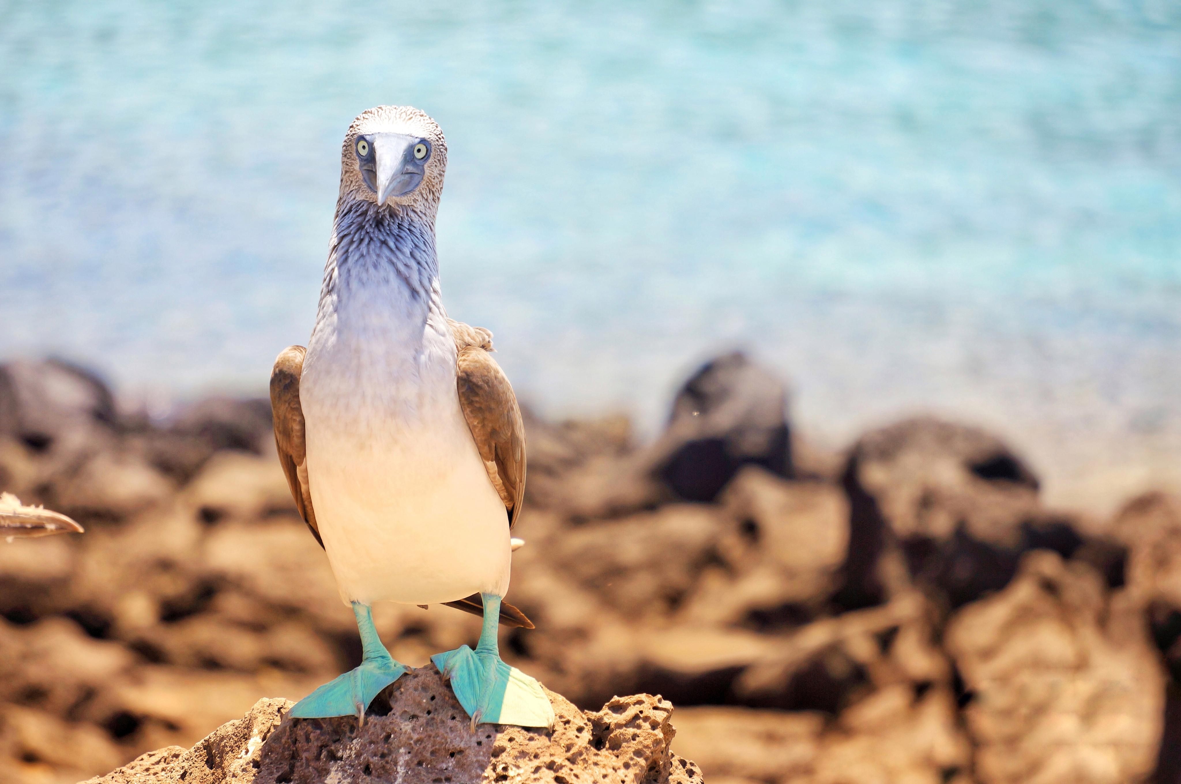 蓝脚鲣鸟的脚为什么会是蓝色的