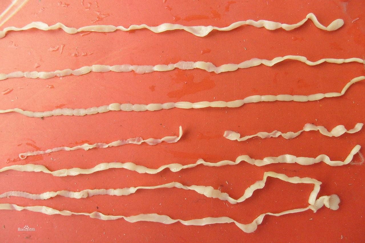 请问这是猪肉里面的绦虫还是肉筋