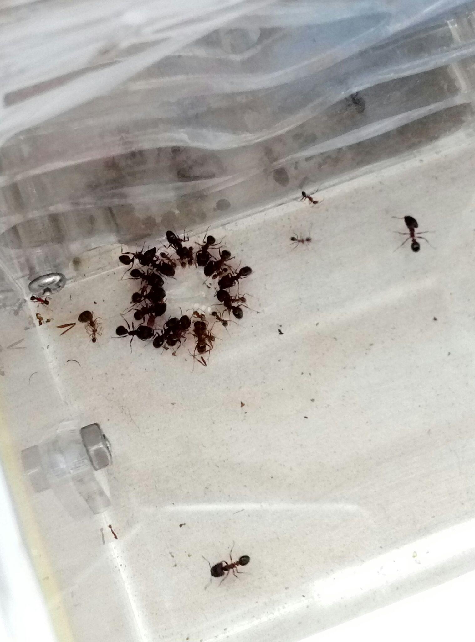 养蚂蚁是怎样的一种体验? - 知乎