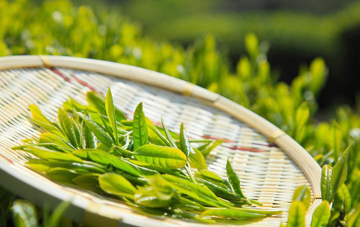 茶叶的分类及代表 | 了解茶叶，这一篇就够了 - 知乎