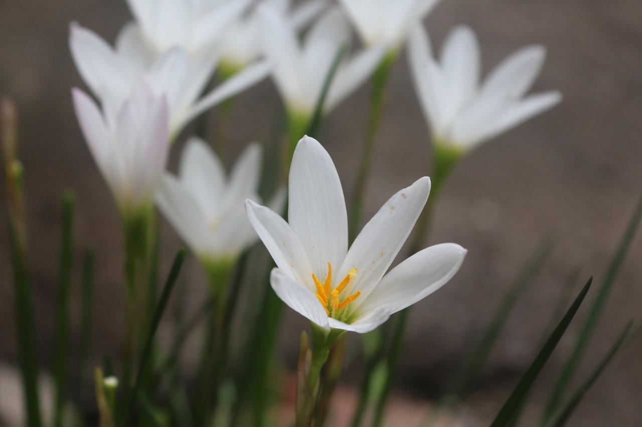 4. 稀有绿植推荐