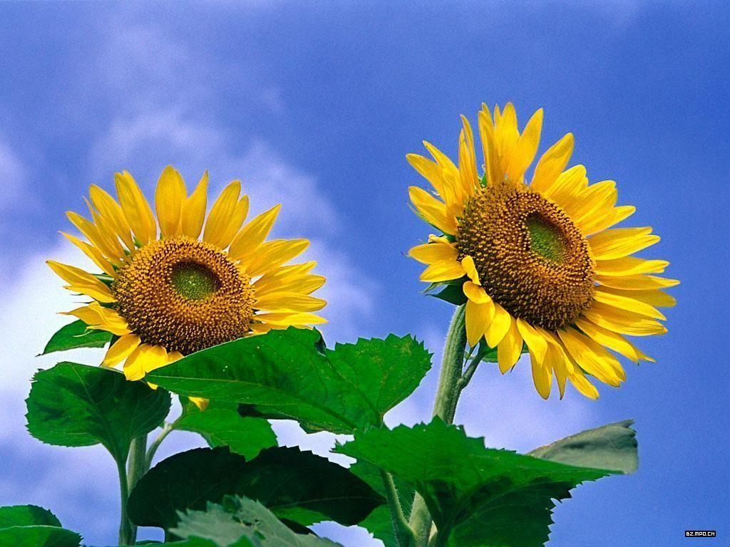 有没有都是向日葵的壁纸呢让人看了心情超好的