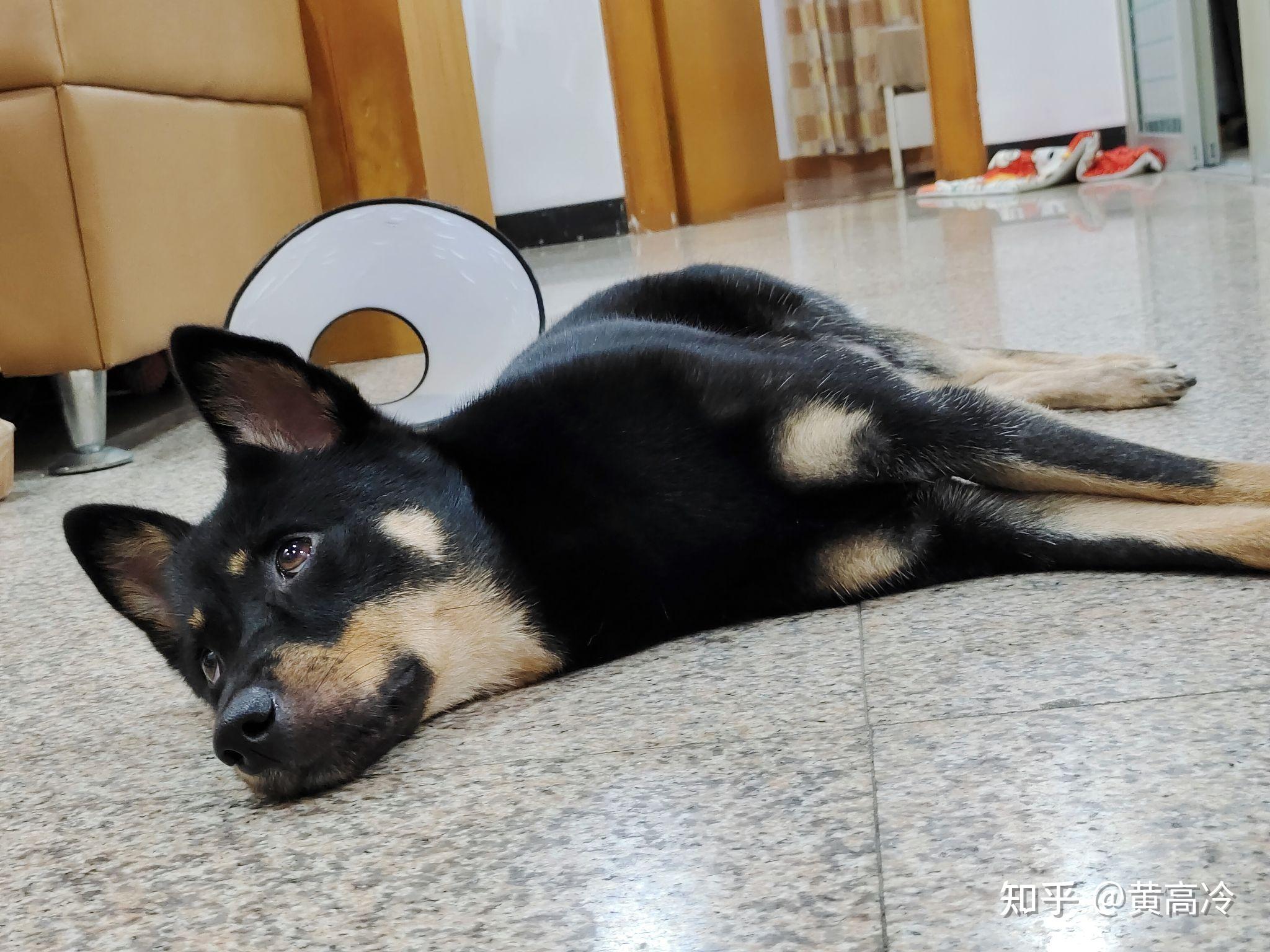 如何挑选四眼铁包金铁包银田园犬？ - 知乎