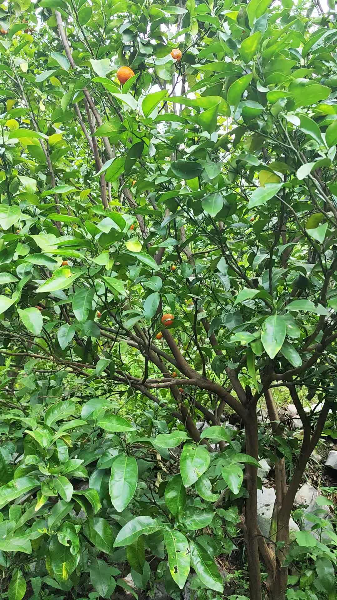 广东小众徒步路线:禾仓古道 - 知乎