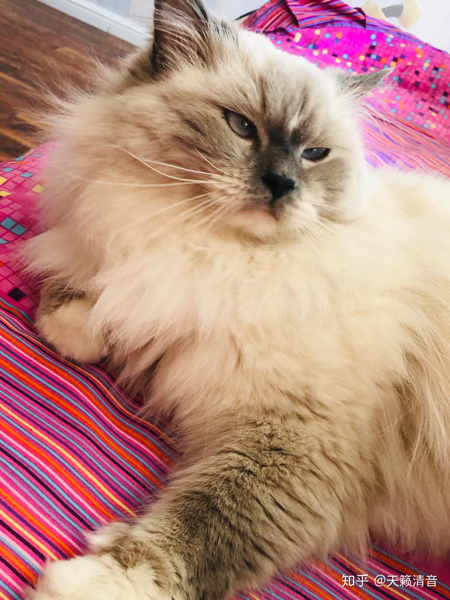 养一只霸气的布偶猫是什么体验