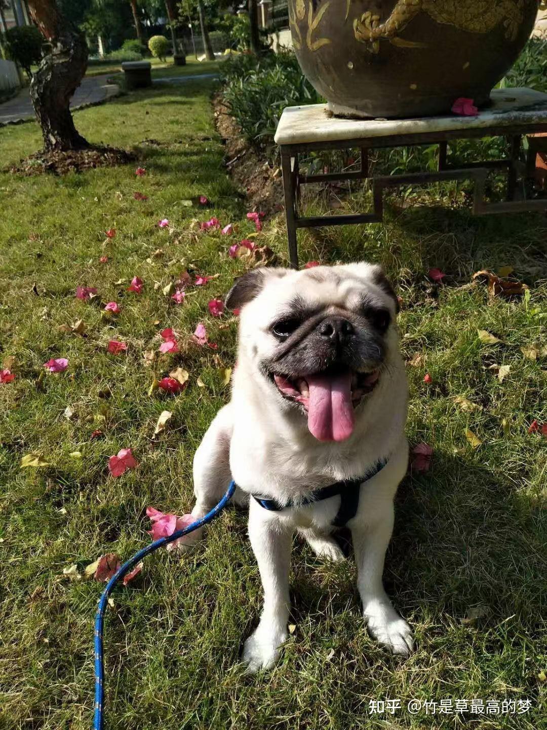 巴哥犬欢欢巴哥犬圆圆我家的阳台上三角梅和玫瑰花正在盛开阳台上