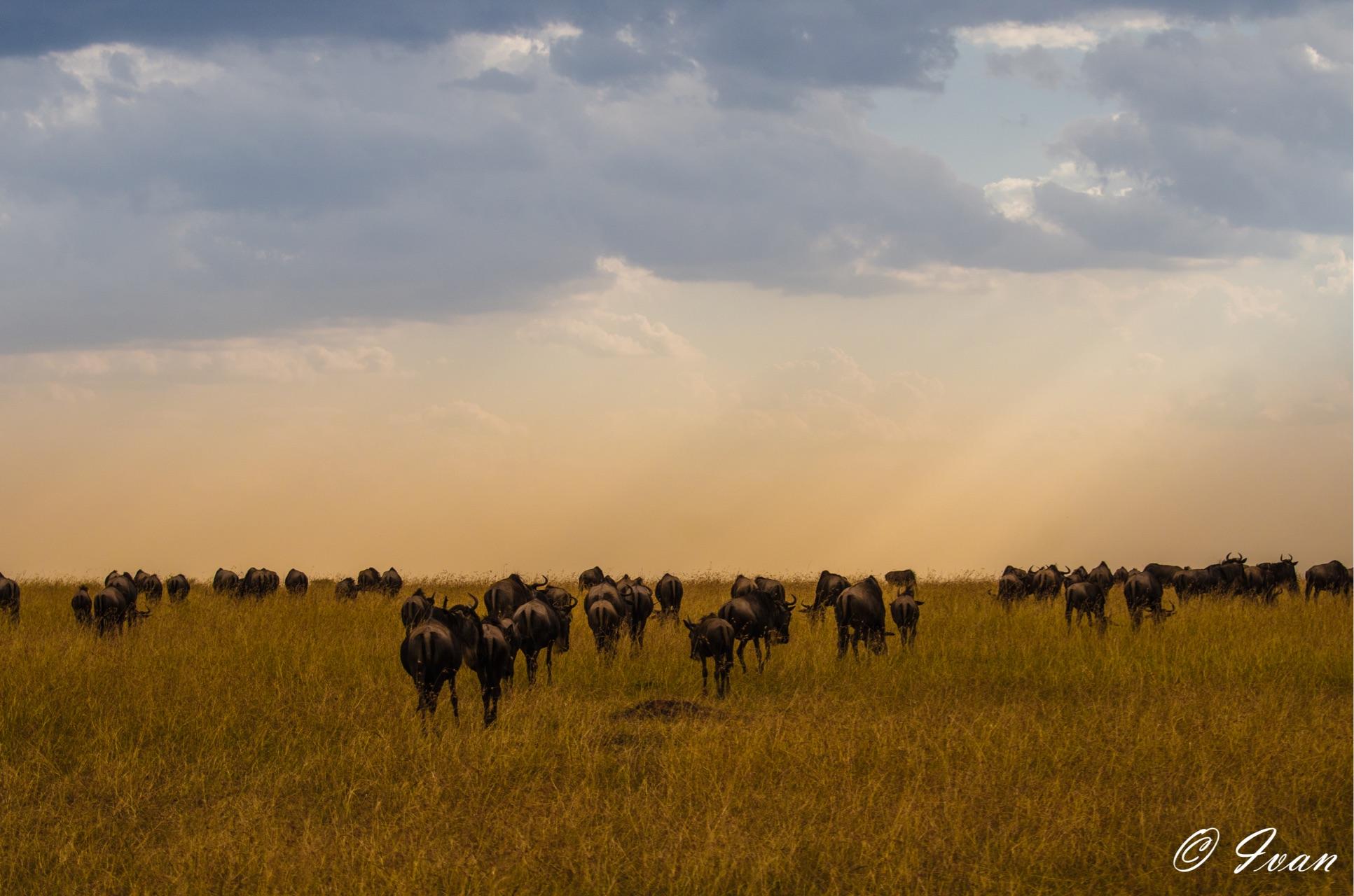 去肯尼亚旅行是一种什么体验?