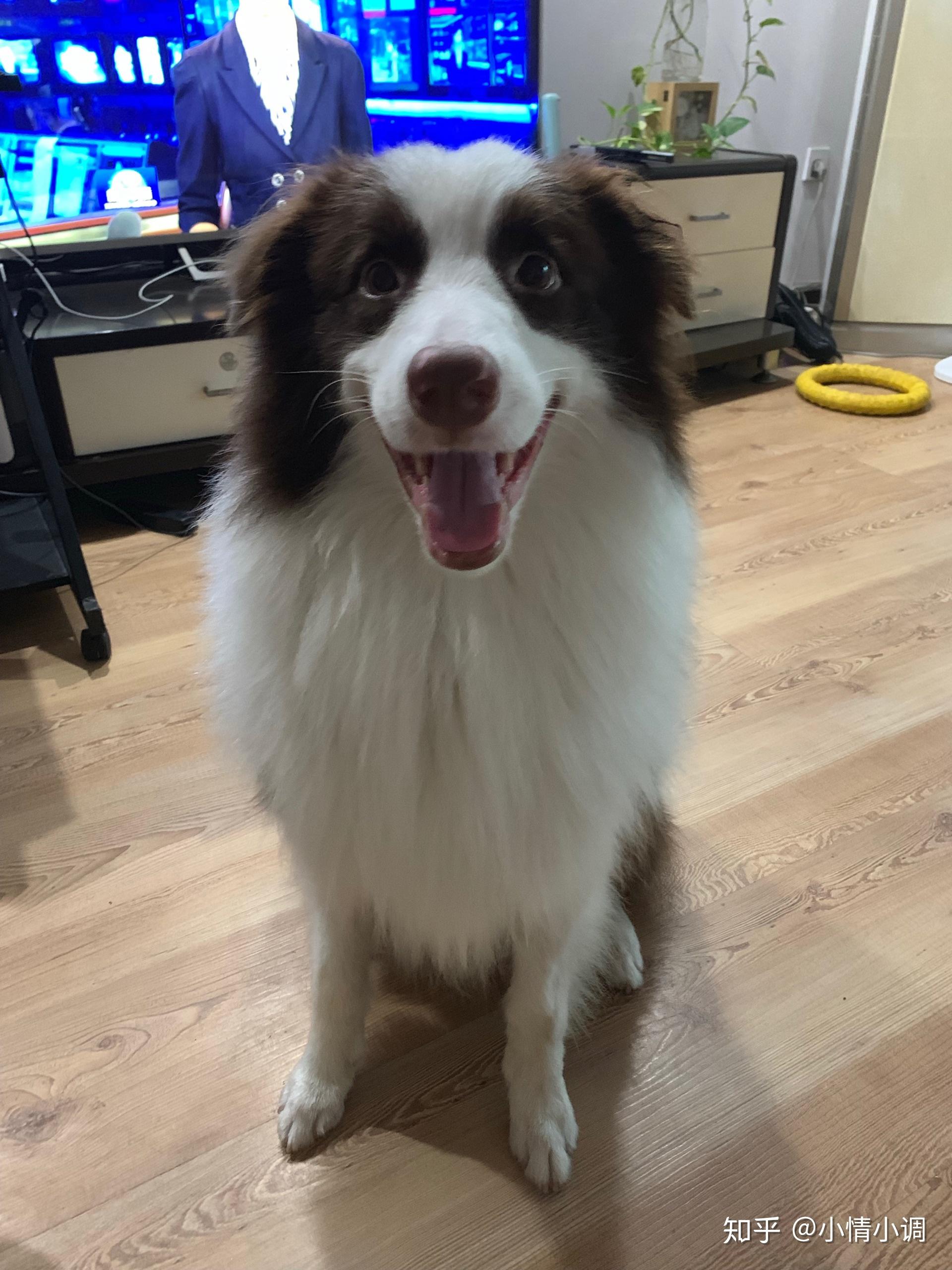 1岁4个月的边牧耳朵还没立起来,要怎么办? - 知乎