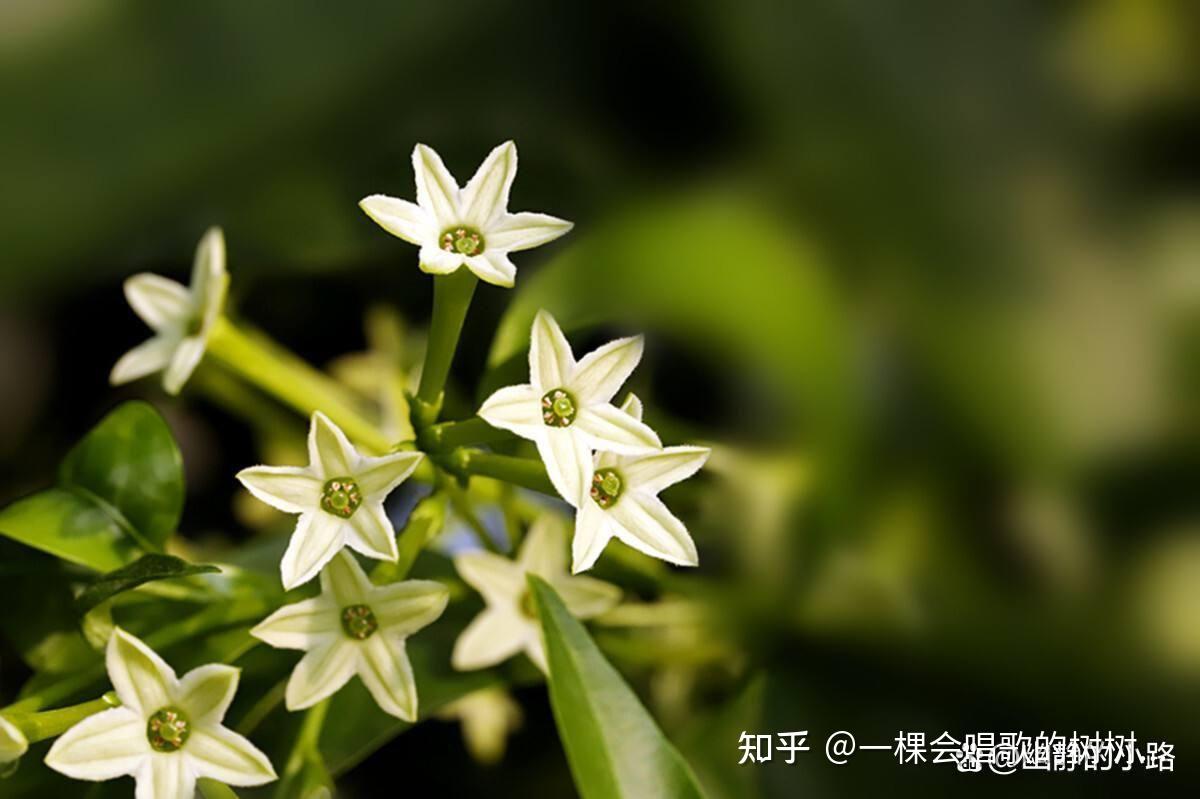 有哪些花是晚上盛开的? - 知乎