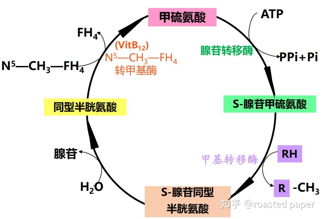 生化与分子生物学——代谢篇之蛋白质消化吸收与氨基酸代谢 - 知乎