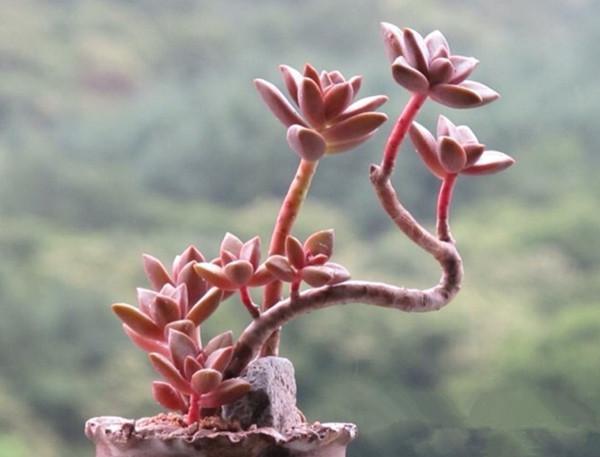 多肉植物怎么养成老桩呢?天价老桩养成记- 知乎