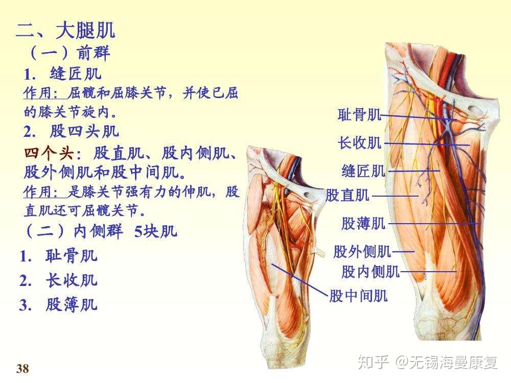 小腿内侧中间有两块很明显的凸出来的那是肌肉还是啥啊啊 真的好丑 能