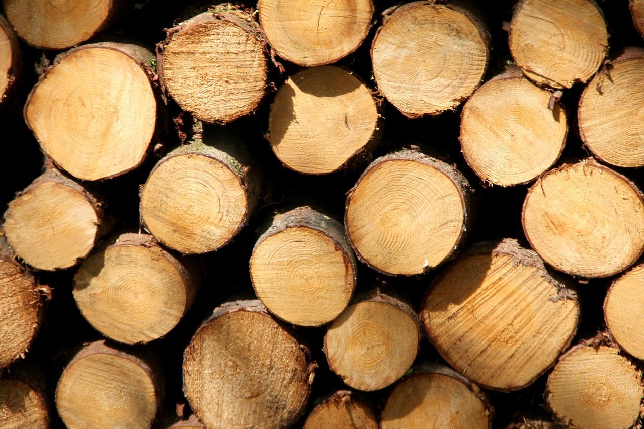 龙骨树有多少种