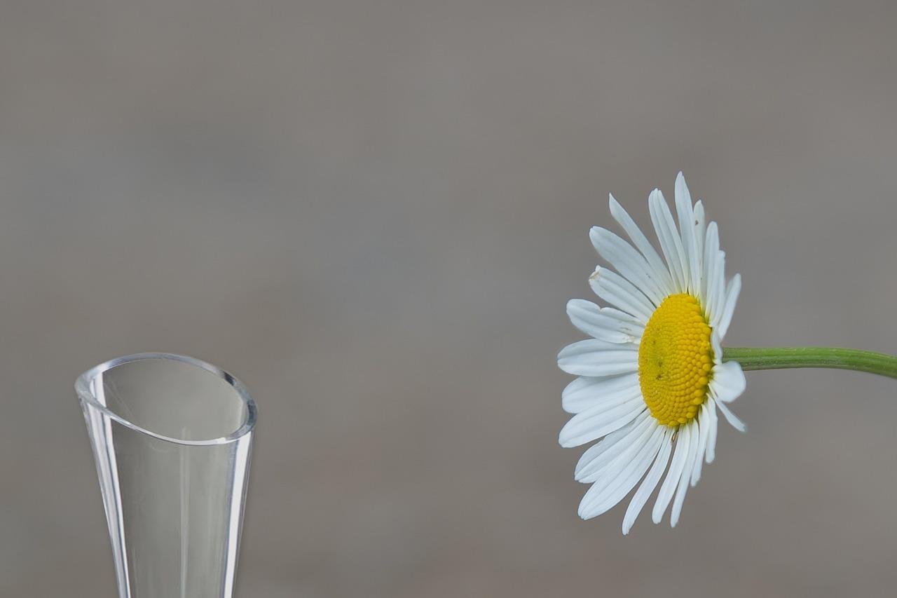 什么花可以插在花瓶里