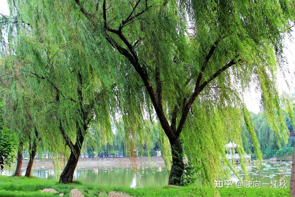 春暖花开,桃红柳绿,史上最精彩的10首与柳有关的诗,充满了诗情画意 - 知乎