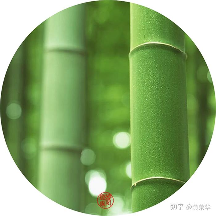 竹青色:一脉青翠里的中国精神 - 知乎