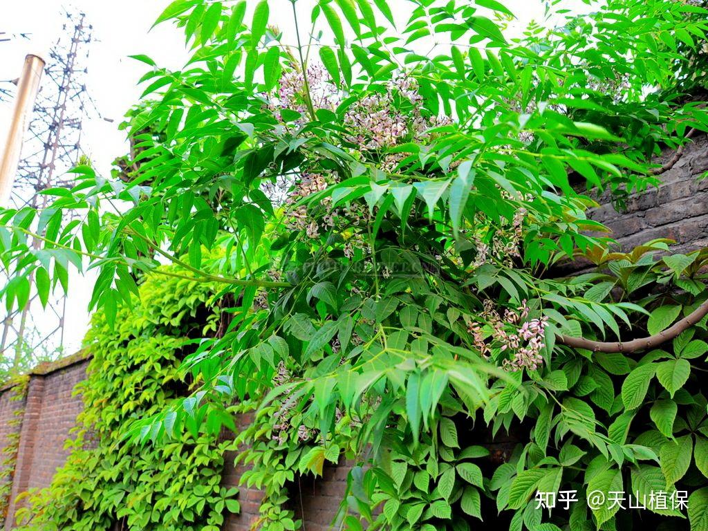 苦楝花的寓意与象征：一缕清香寄深情 - 知乎
