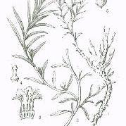 细叶砂引草 - 知乎