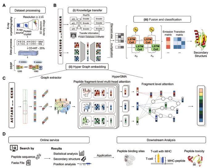  explainable deep hypergraph learning modeling the peptide secondary