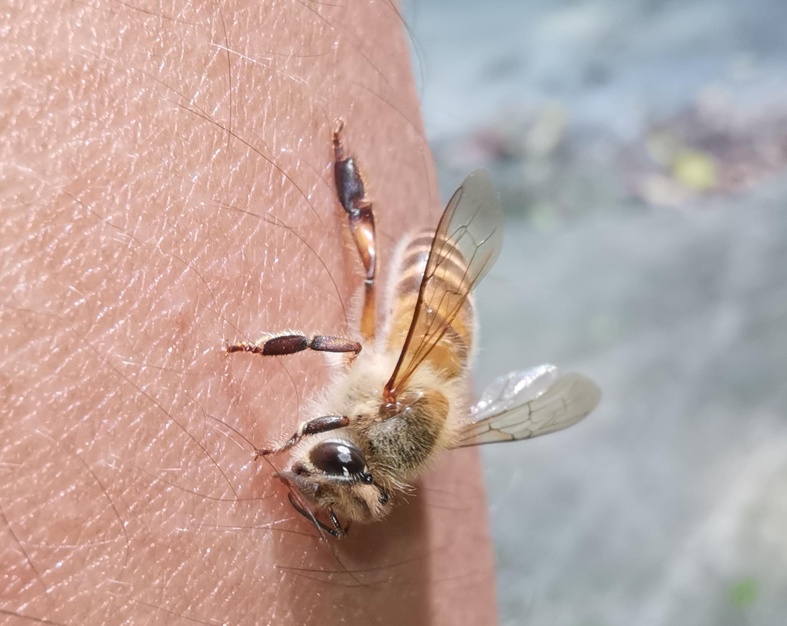 求助:这是什么虫?咬人特疼!