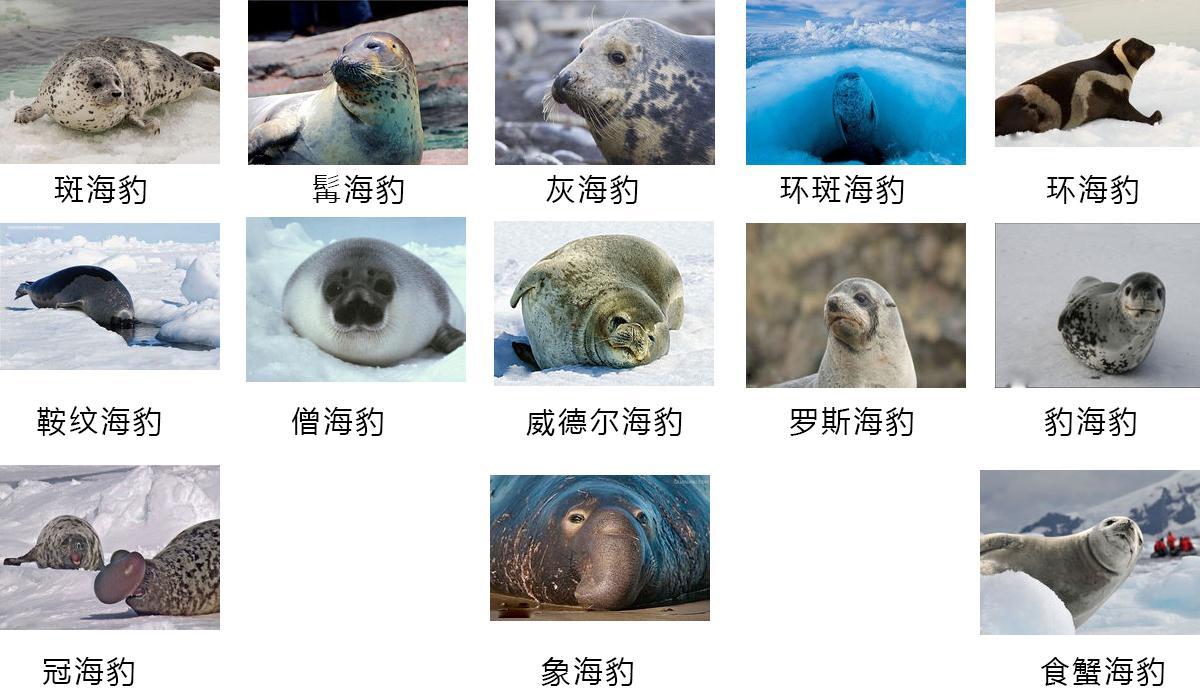 怎么区分海狮、海狗、海豹? - 知乎