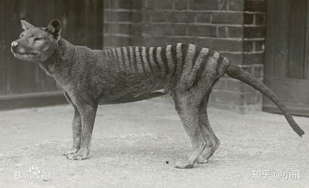 卵生人是否存在